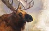 Moose, opus 1  Oil 